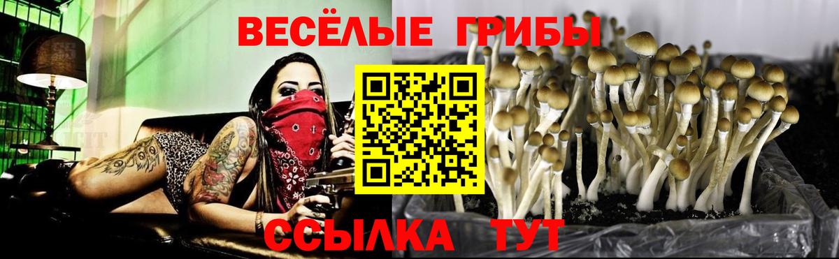 Псилоцибиновые грибы Psilocybine cubensis Железногорск
